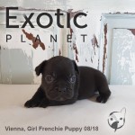 Vienna - Puppy female POA