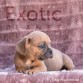 Bhutan (Taken) - Boy Frenchie Puppy