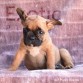 Guyana (Taken) - Girl Frenchie Puppy