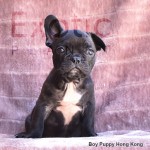 Hong Kong (Taken) - Boy Frenchie Puppy