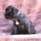 Liberia (Taken) - Boy Frenchie Puppy