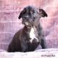 Mali (Taken) - Girl Frenchie Puppy