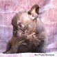 Nicaragua (Taken) - Boy Frenchie Puppy