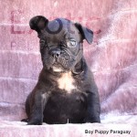 Paraguay (Taken) - Boy Frenchie Puppy