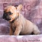 Tonga (Taken) - Girl Frenchie Puppy