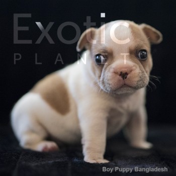 Bangladesh (Taken) - White Pied Boy Frenchie Puppy