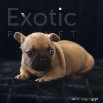 Egypt (Taken) - Fawn Girl Frenchie Puppy