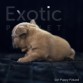 Finland (Taken) - Fawn Girl Frenchie Puppy