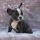 India (Taken) - Black Pied Girl Frenchie Puppy