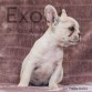 Korea (Taken) - Cream Girl Frenchie Puppy