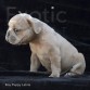 Latvia (Taken) - Fawn Boy Frenchie Puppy