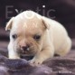 Macedonia (Taken) - Cream Boy Frenchie Puppy