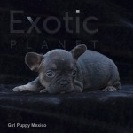 Mexico (Taken) - Tan Girl Frenchie Puppy