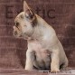 Netherlands (Taken) - Cream Boy Frenchie Puppy