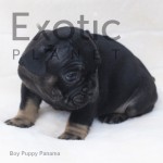 Panama (Taken) - Black Tan Boy Frenchie Puppy