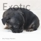 Panama (Taken) - Black Tan Boy Frenchie Puppy