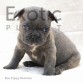 Romania (Taken) - Black Boy Frenchie Puppy