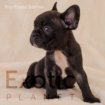 Bahrain (Taken) - Boy Frenchie Puppy