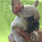 Barbados (Taken) - Boy Frenchie Puppy