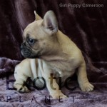 Cameroon (Taken) - Girl Frenchie Puppy