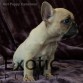 Cameroon (Taken) - Girl Frenchie Puppy