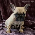 Congo (Taken) - Boy Frenchie Puppy