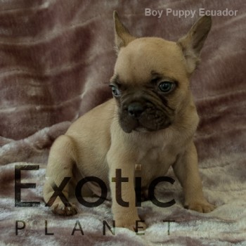 Ecuador (Taken) - Boy Frenchie Puppy