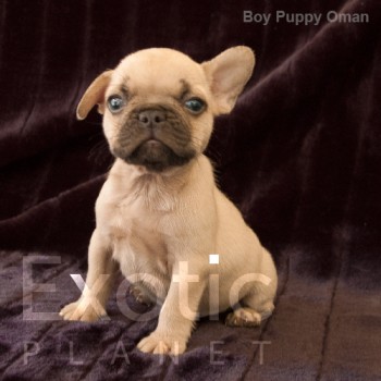 Oman (Taken) - Boy Frenchie Puppy