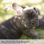 Belarus (Taken) - Boy Frenchie Puppy