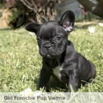Vienna (Taken) - Girl Frenchie Puppy