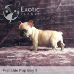 July Boy 3 (Taken) Frenchie Puppy