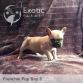 July Boy 3 (Taken) Frenchie Puppy