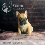 July Girl 1 (Taken) Frenchie Puppy