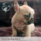 July Girl 2 (Taken) Frenchie Puppy