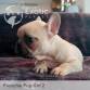 July Girl 2 (Taken) Frenchie Puppy