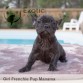 Manama (Taken) - Girl Frenchie Puppy