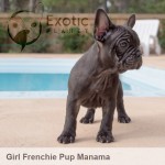 Manama (Taken) - Girl Frenchie Puppy
