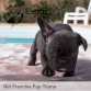 Tirana (Taken) - Girl Frenchie Puppy