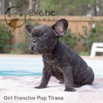Tirana (Taken) - Girl Frenchie Puppy