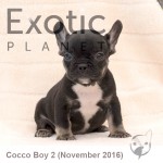 Nov Boy 2 (Taken) Frenchie Puppy