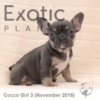 Nov Girl 3 (Taken) Frenchie Puppy