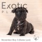 Nov Boy 3 (Taken) Frenchie Puppy