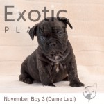 Nov Boy 3 (Taken) Frenchie Puppy