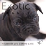 Nov Boy 5 (Taken) Frenchie Puppy