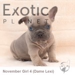 Nov Girl 4 (Taken) Frenchie Puppy