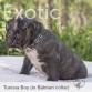 Tunisia (Taken) Frenchie Puppy Boy