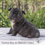 Tunisia (Taken) Frenchie Puppy Boy