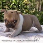 Wales (Taken) Frenchie Puppy Boy
