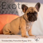 Trinidad (Taken) Frenchie Puppy Boy