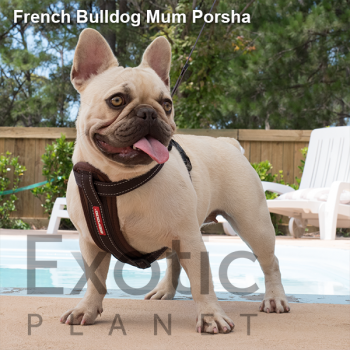 French Bulldog Dame - Porsha NFS
